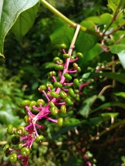 Phytolacca rivinoides