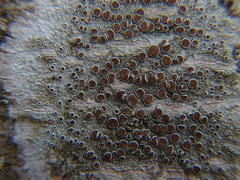 Lecanora campestris