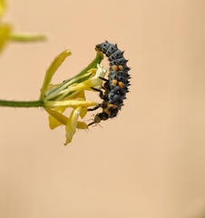 Coccinella
