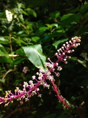 Phytolacca rivinoides