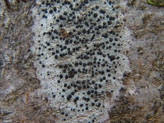 Lecidella