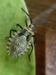 Spartocera
