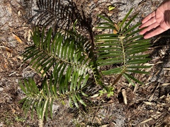 Zamia integrifolia
