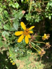 Bidens rubifolia