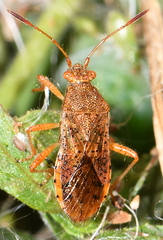 Rhopalus maculatus
