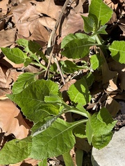 Verbesina virginica
