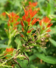 Castilleja suksdorfii
