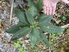 Psychotria tenuifolia