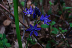 Scilla verna