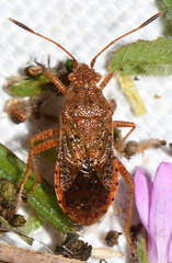 Rhopalus maculatus