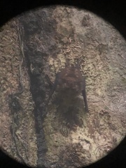 Saccopteryx