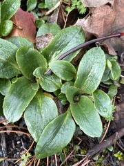 Micranthes integrifolia