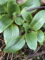 Micranthes integrifolia