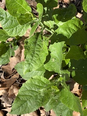 Verbesina virginica