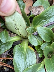 Micranthes integrifolia