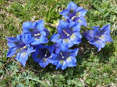 Gentiana acaulis