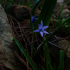 Scilla verna