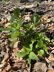 Verbesina virginica