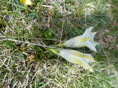Gentiana acaulis
