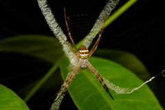 Argiope versicolor