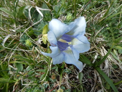 Gentiana acaulis
