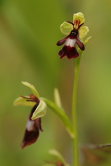 Ophrys insectifera