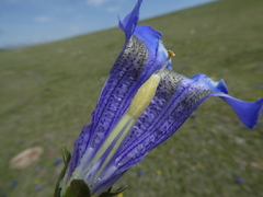 Gentiana acaulis