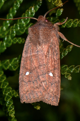 Eupsilia vinulenta