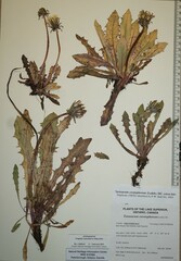 Taraxacum ceratophorum