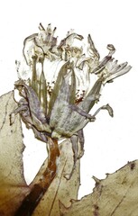 Taraxacum ceratophorum