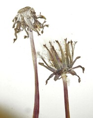 Taraxacum ceratophorum