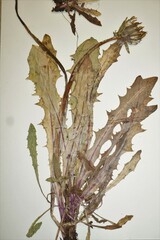 Taraxacum ceratophorum