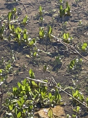 Sagittaria platyphylla