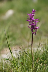 Orchis mascula