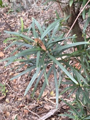 Podocarpus macrophyllus