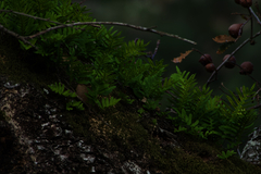 Polypodium cambricum