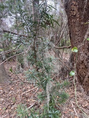 Podocarpus macrophyllus