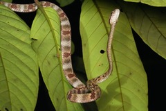 Boiga cynodon