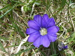 Gentiana pyrenaica