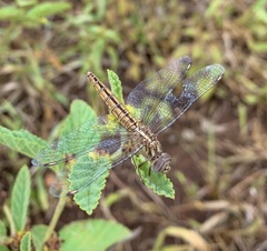 Brachythemis lacustris