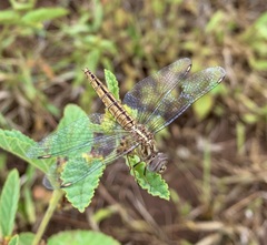 Brachythemis lacustris