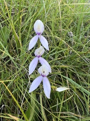 Brownleea macroceras