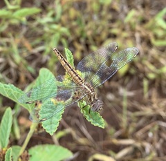 Brachythemis lacustris