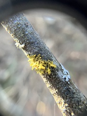 Xanthomendoza