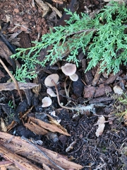 Pseudobaeospora