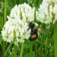 Bombus centralis