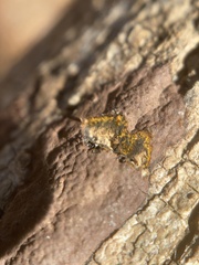 Hypoxylon rubiginosum