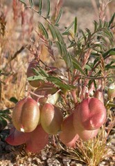 Astragalus allochrous playanus