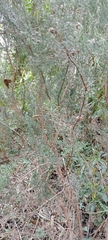 Erica australis