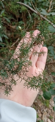 Erica australis